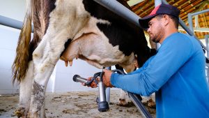 Hallan clave bacteriana que preocupa a la lechería
