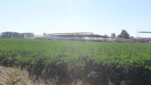 Impulso rural $250 mdp dinamizan el campo