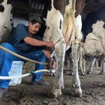 Lecheros de Camargo, al límite por los costos