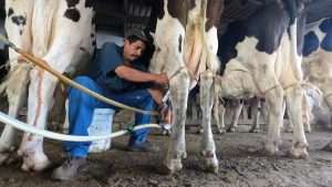 Lecheros de Camargo, al límite por los costos