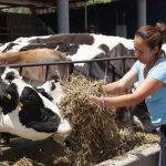 Lecheros luchan por sobrevivir a la crisis rural
