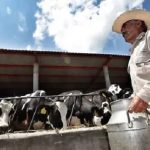 Lecheros presionan por subir el precio del litro