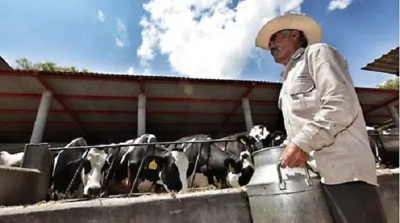 Lecheros presionan por subir el precio del litro