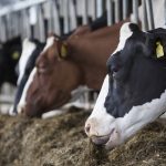 Lecheros venden por debajo de sus costos