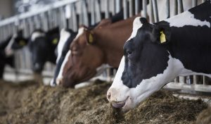 Lecheros venden por debajo de sus costos