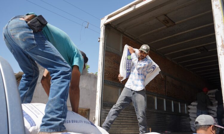 Refuerzan apoyo ganadero con entrega de alimento
