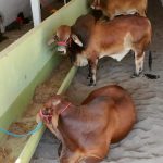 Veracruz apuesta fuerte por la genética lechera