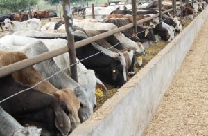 Alerta sanitaria EE. UU. detecta gusano barrenador
