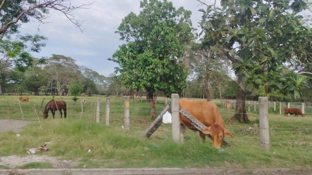 Buscan dar nuevo impulso a la lechería en Tabasco