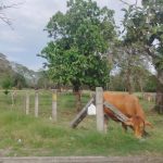 Buscan dar nuevo impulso a la lechería en Tabasco