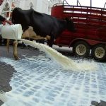 Caos en Xalapa Ganaderos tiran leche y llevan vacas
