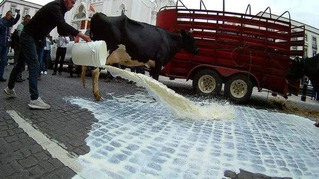 Caos en Xalapa Ganaderos tiran leche y llevan vacas