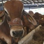 Crisis en Sinaloa Ganaderos al borde del colapso