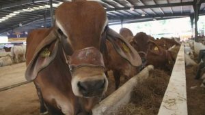 Crisis en Sinaloa Ganaderos al borde del colapso