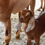 De Aguascalientes al mundo. Éxito caprino global