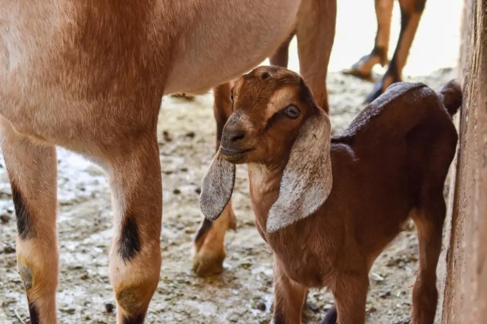 De Aguascalientes al mundo. Éxito caprino global