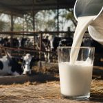 Día Mundial de la Leche Productores al borde de la quiebra