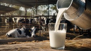 Día Mundial de la Leche Productores al borde de la quiebra