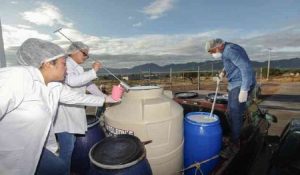 Fin al caos Leche para el Bienestar reactiva acopio