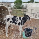 Fórmula del éxito Escuela produce su propia leche