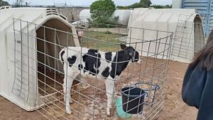 Fórmula del éxito Escuela produce su propia leche
