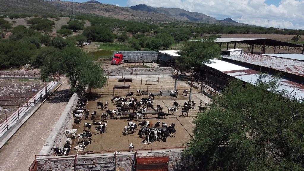 Gusano barrenador en Aguascalientes. El caso que alerta
