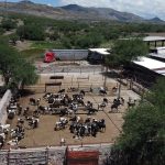 Gusano barrenador en Aguascalientes. El caso que alerta