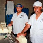 La UAZ produce con éxito queso Chihuahua de élite