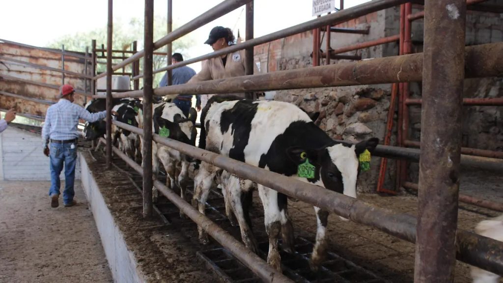 Las lluvias hacen caer la producción de leche