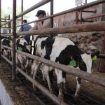 Las lluvias hacen caer la producción de leche