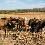 Leche de EE. UU. desplaza al campo