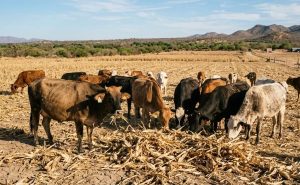 Leche de EE. UU. desplaza al campo