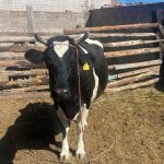 Piso parejo para la leche el fuerte reclamo ganadero