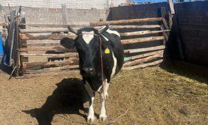 Piso parejo para la leche el fuerte reclamo ganadero