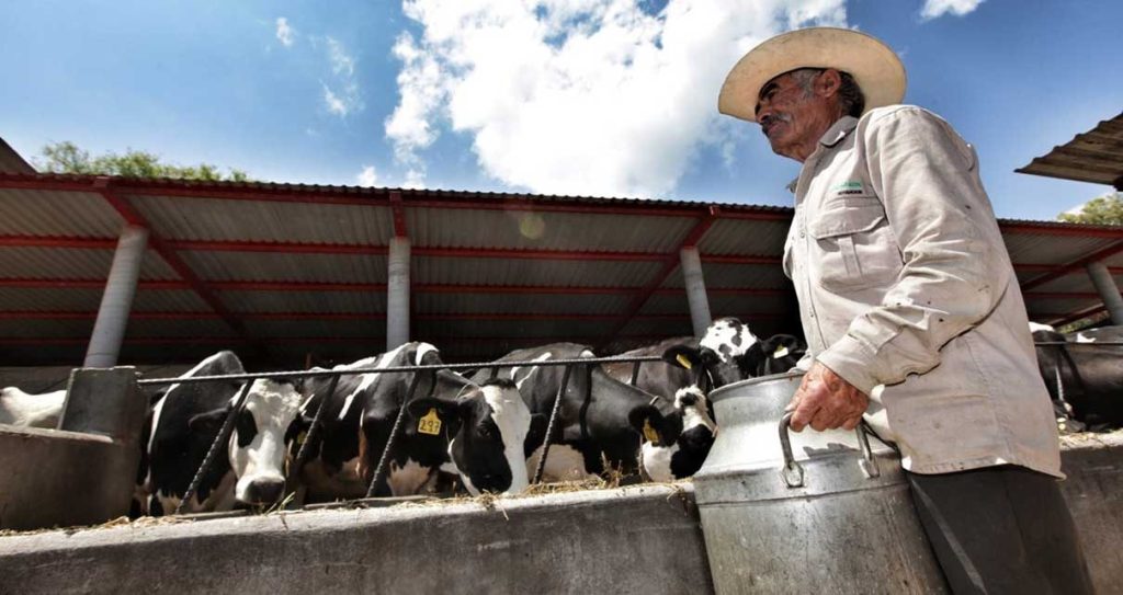 Plan lácteo nacional Tamaulipas será el gran ganador