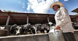 Plan lácteo nacional Tamaulipas será el gran ganador