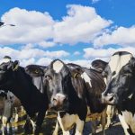Producción mundial de leche perdería impulso