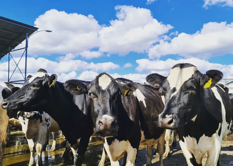 Producción mundial de leche perdería impulso