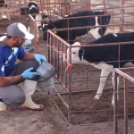 Sed en el desierto Alarma el agua de la industria láctea