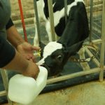 Sonora rompe récords 109 millones de litros de leche