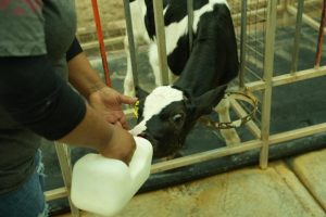 Sonora rompe récords 109 millones de litros de leche