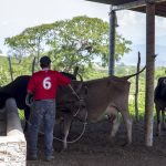 Vacas conectadas La IA revoluciona la salud animal