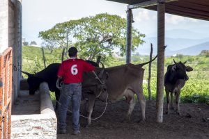 Vacas conectadas La IA revoluciona la salud animal