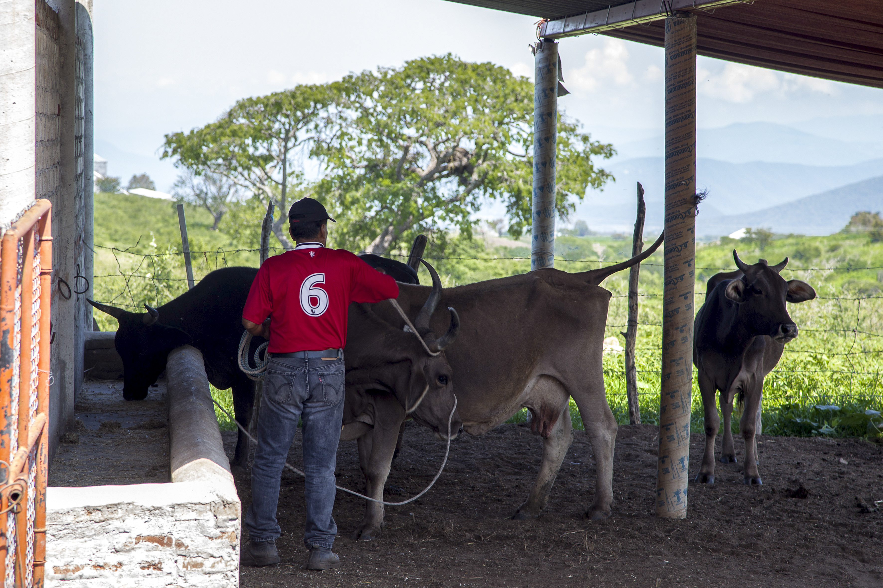 Vacas conectadas La IA revoluciona la salud animal