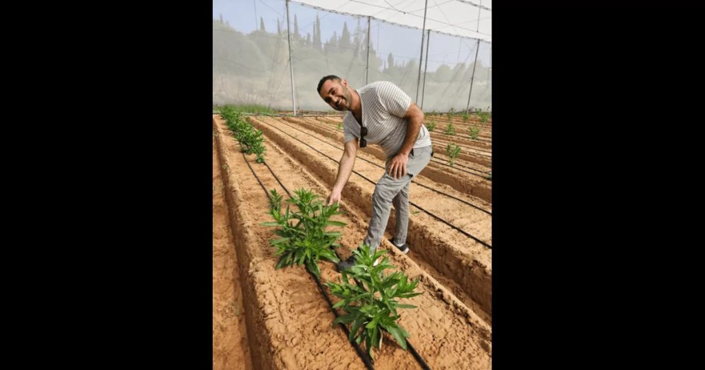 Agricultura molecular abre paso a la producción de caseína en cultivos extensivos