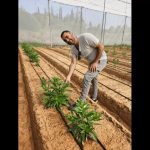Agricultura molecular abre paso a la producción de caseína en cultivos extensivos