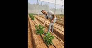 Agricultura molecular abre paso a la producción de caseína en cultivos extensivos