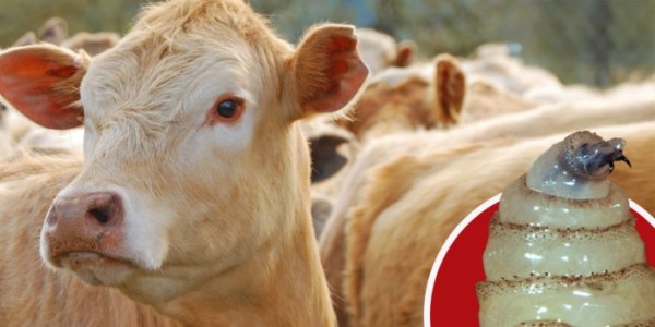 Alerta máxima en el establo el barrenador toca Durango