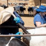 Baja California evalúa la eficacia de la vacuna BCG contra la tuberculosis bovina en establos lecheros