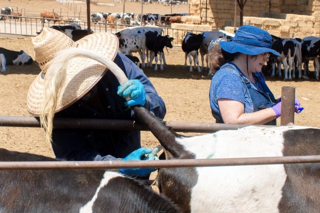 Baja California evalúa la eficacia de la vacuna BCG contra la tuberculosis bovina en establos lecheros